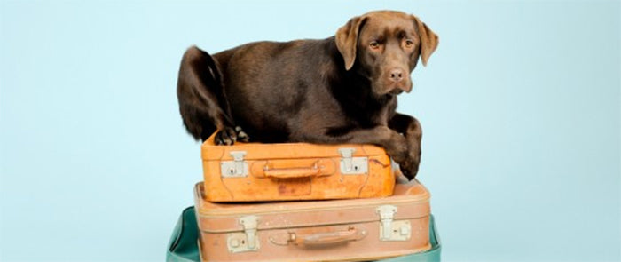 6 Tips for Pet Care When You’re Away on Vacation