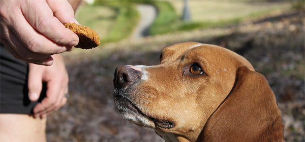 Dog Treats - Snacking in Healthy Moderation