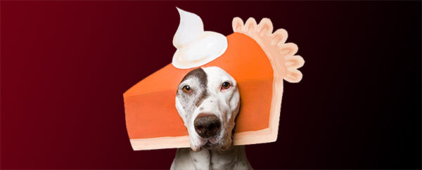 6 Thanksgiving Dog Treat Recipes