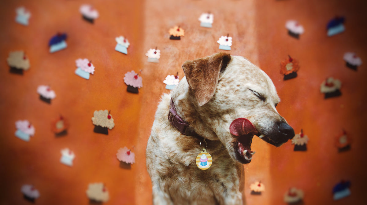 Make Your Own Dog Treats Worth Beggin' For