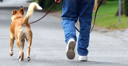 Teaching a Dog to Heel