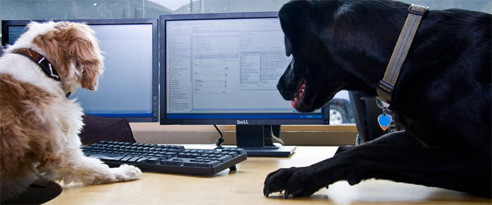 Working Dogs Lend a Helping Paw