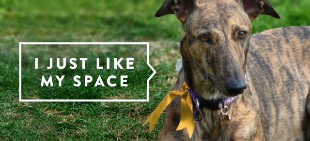 The Yellow Dog Project: Safety for Pets Needing Space