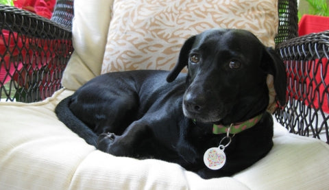 Colorful Heart of Bones Pet ID Tag