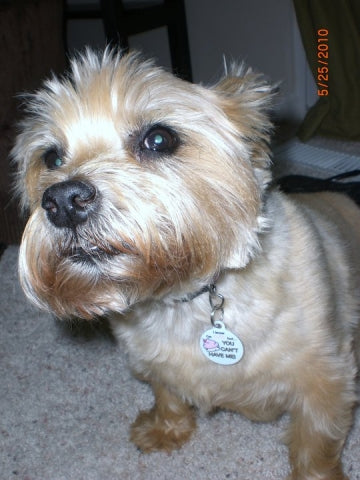 Cute as a Cupcake Pet ID Tag