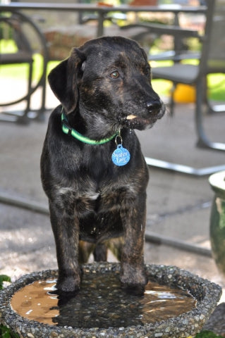 Water Dog ID Tag