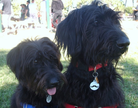 Happy Mustache Pet ID Tag