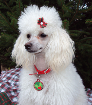 Christmas Holly Pet ID Tag