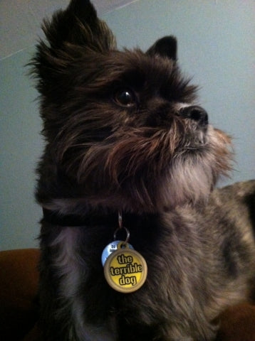 Steelers Terrible Dog ID Tag