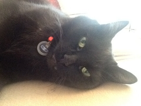 Black Ninja Mask Cat ID Tag