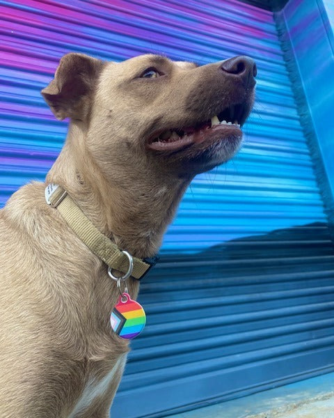 Progress Pride Flag Pet ID Tag