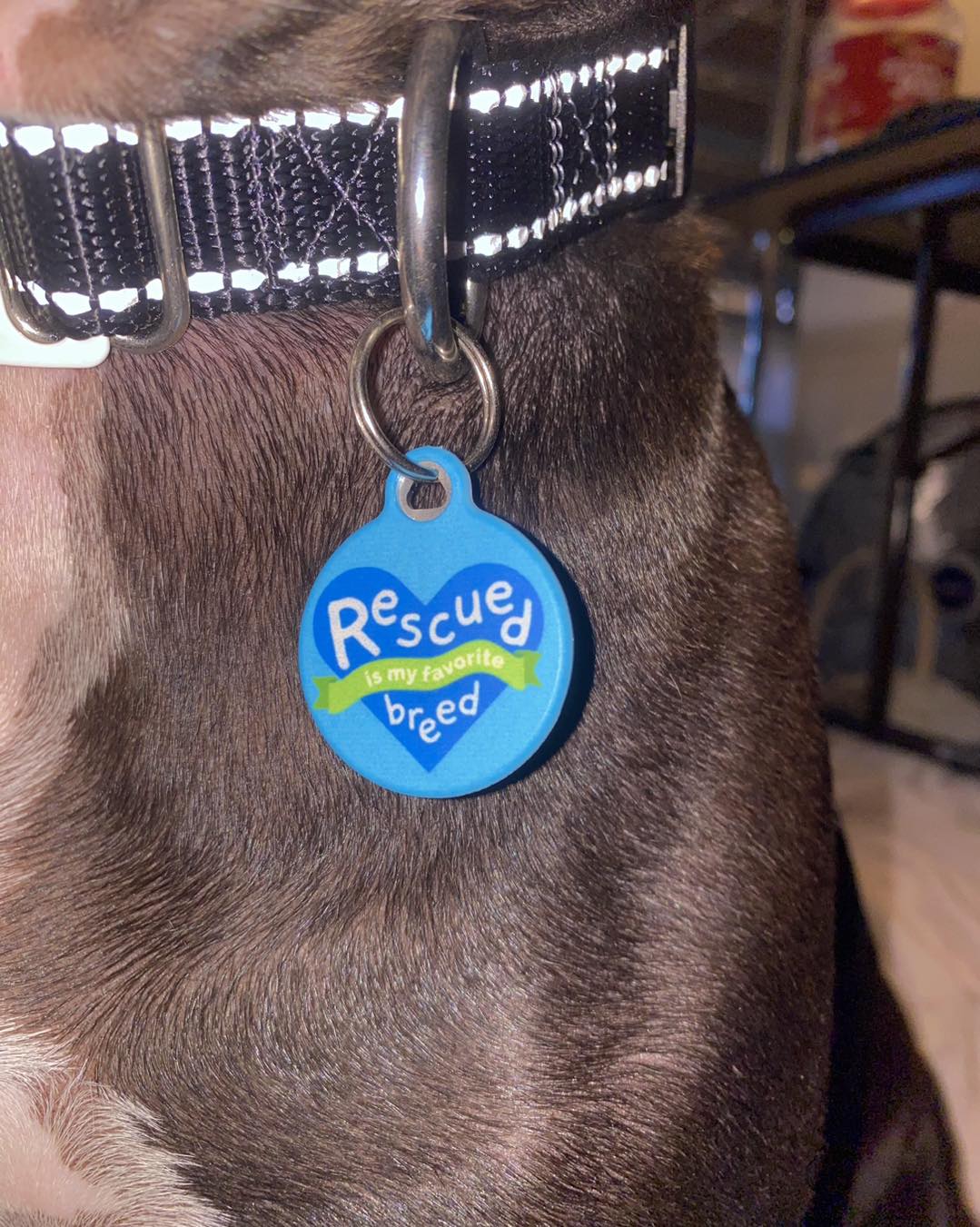 Rescued Is My Favorite Breed Pet ID Tag