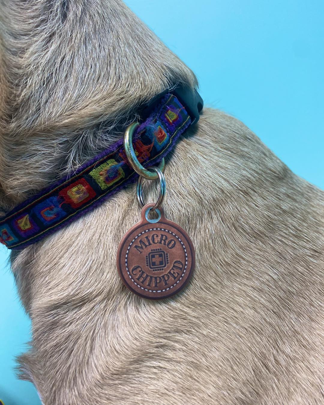 Microchipped Stitched Faux Leather Printed Pet ID Tag