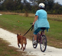 How to Go Biking with Your Dog: 5 Simple Steps | Dog Tag Art