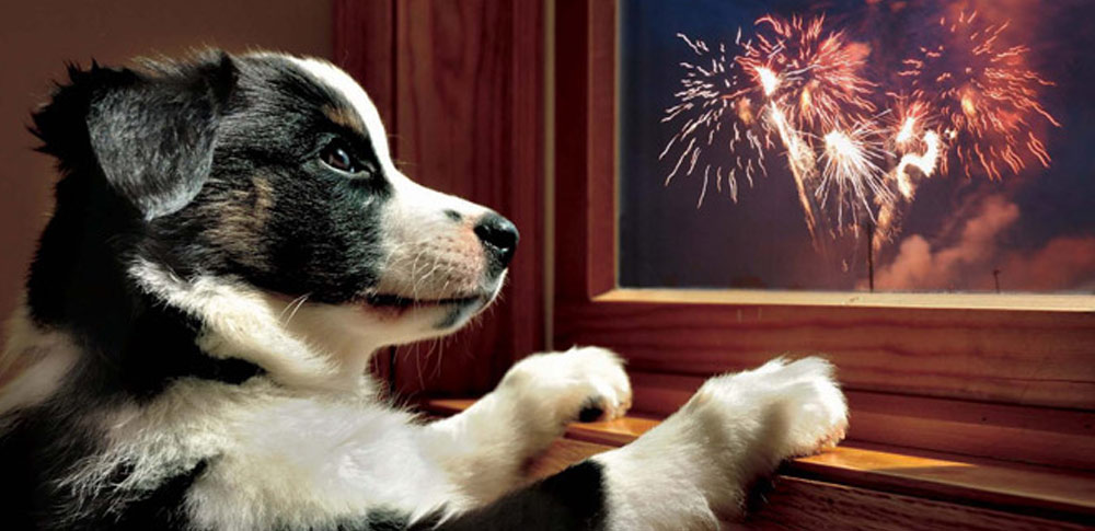 scared dog fireworks