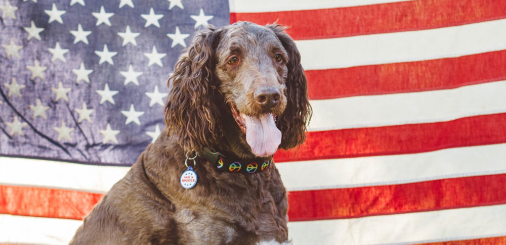 The Dogs of Our Founding Fathers