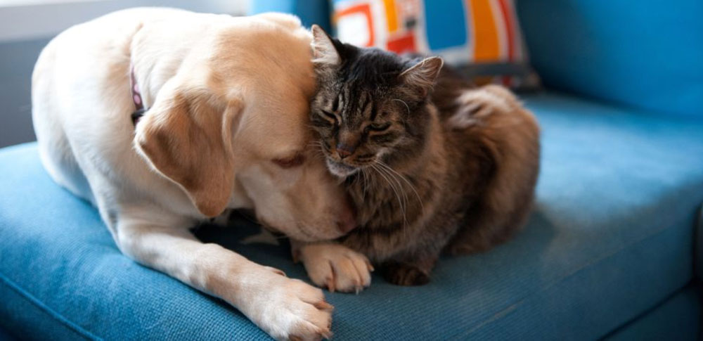 Dog & Cat Relationships How to Get a Cat & Dog to Get Along, cats