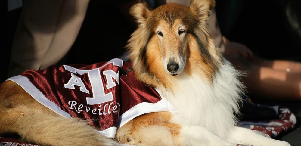 Ranking college football's 28 live dog mascots 