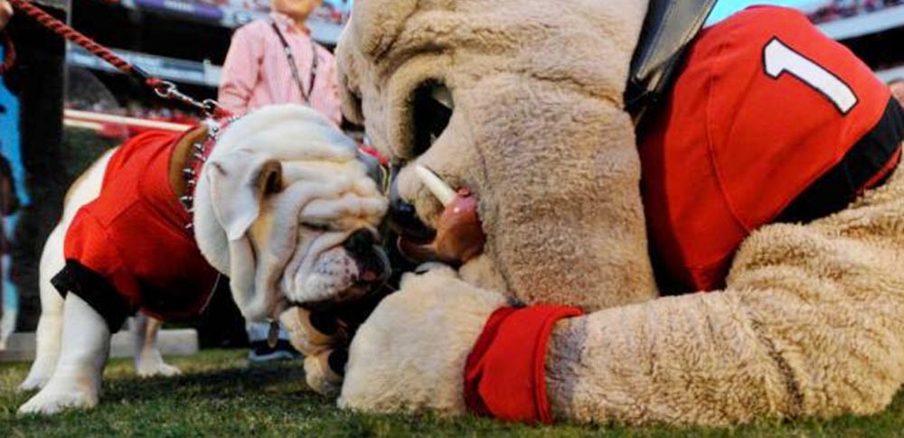 Ranking college football's 28 live dog mascots 