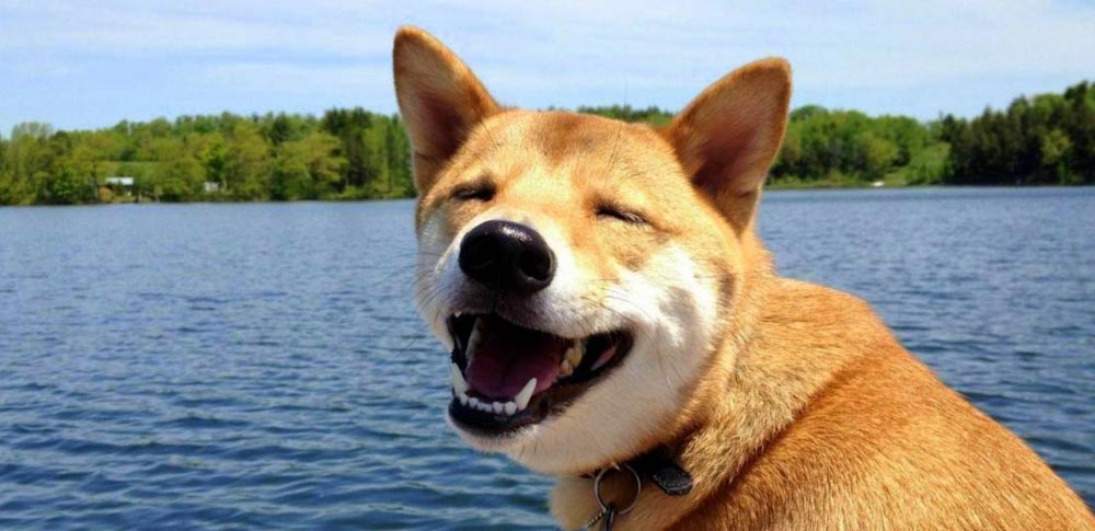 smiling dogs with human teeth