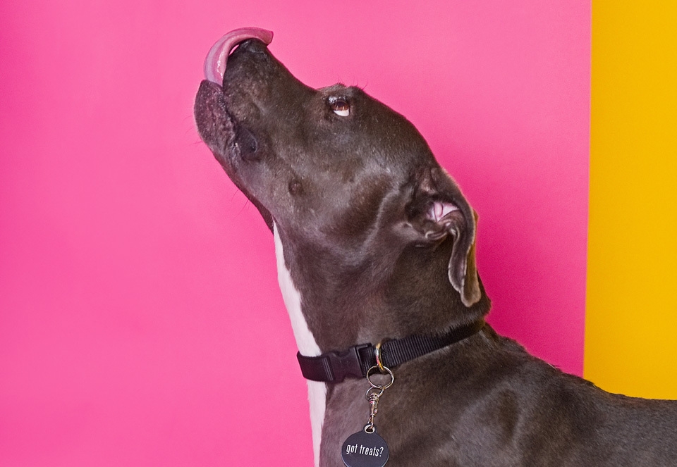 15 Funny Dog ID Tag Ideas - Your Dog Advisor